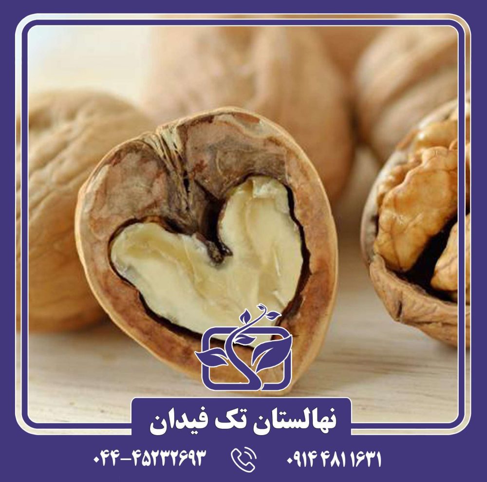 نهال گردو اشلی