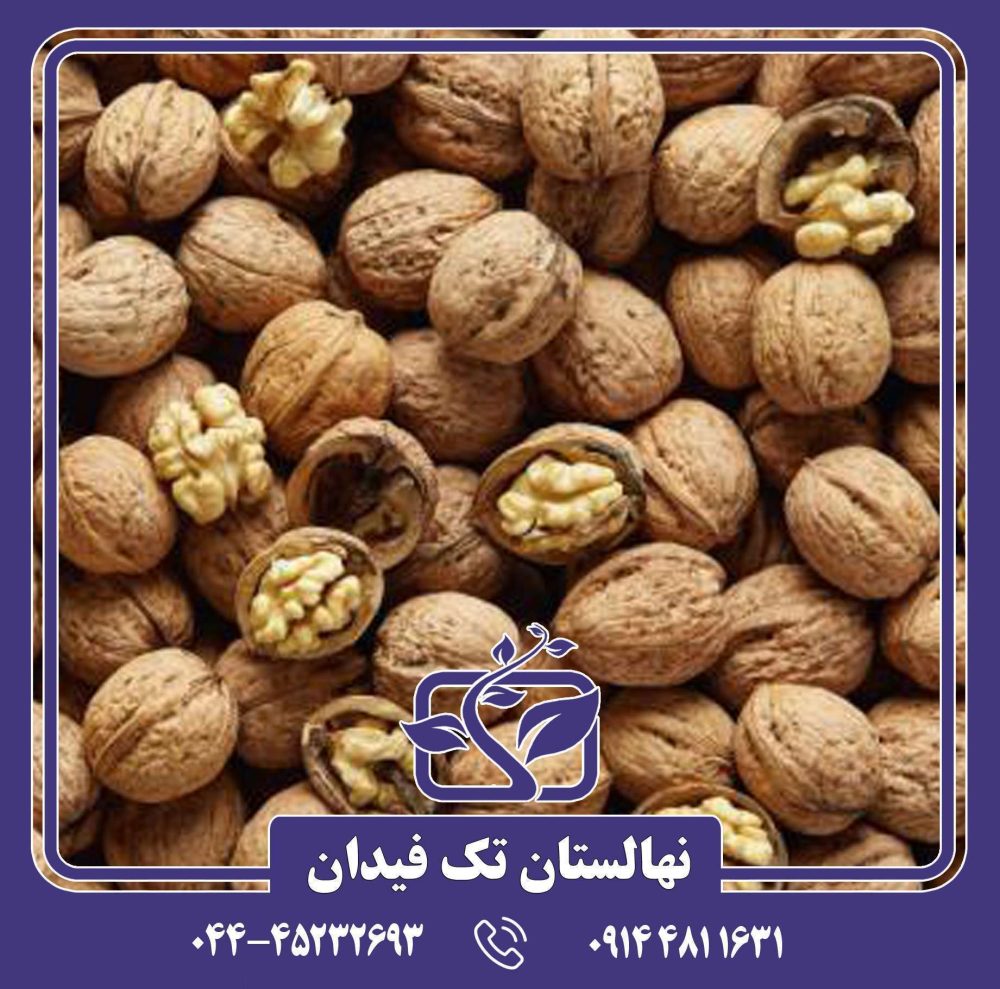 نهال گردو اشلی
