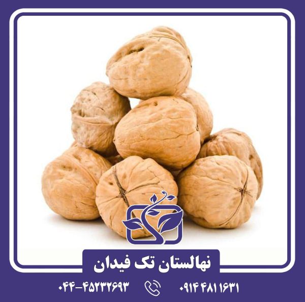 نهال گردو اشلی