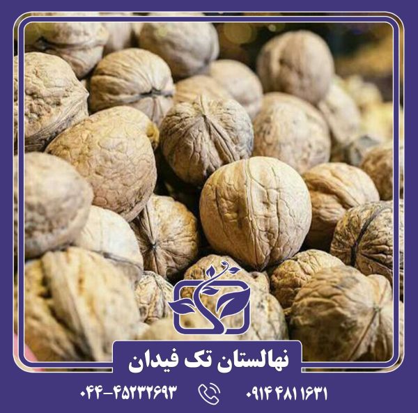 نهال گردو الوند