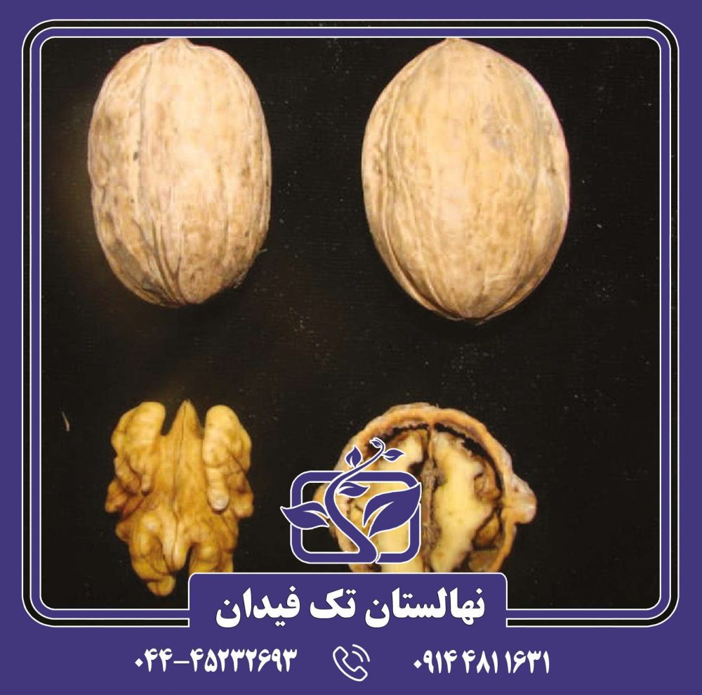 نهال گردو جمال