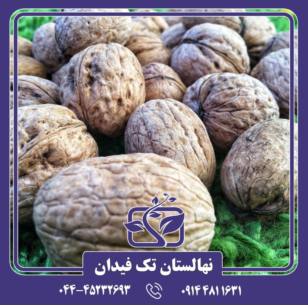 نهال گردو جمال