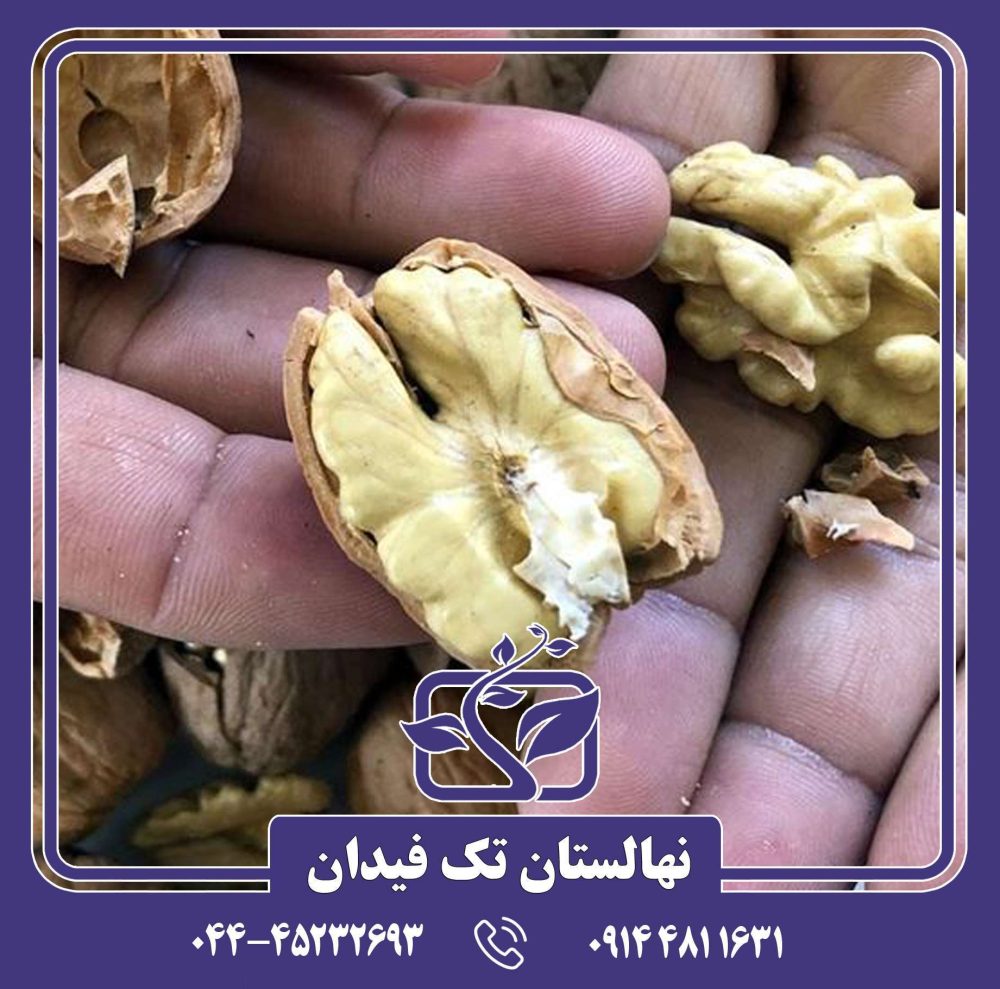 نهال گردو جمال