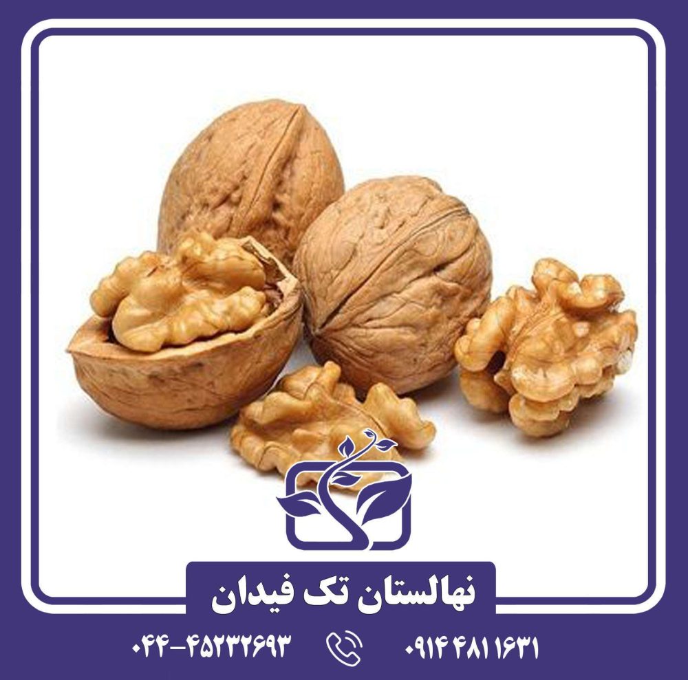 نهال گردو روند