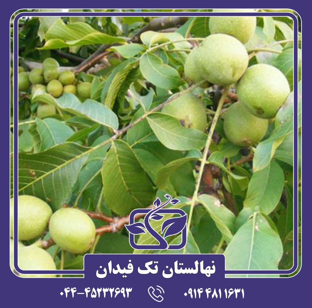 نهال گردو روند
