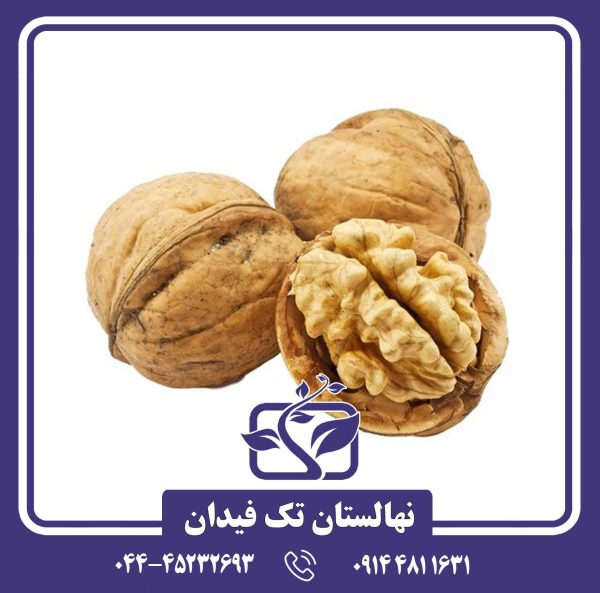نهال گردو روند