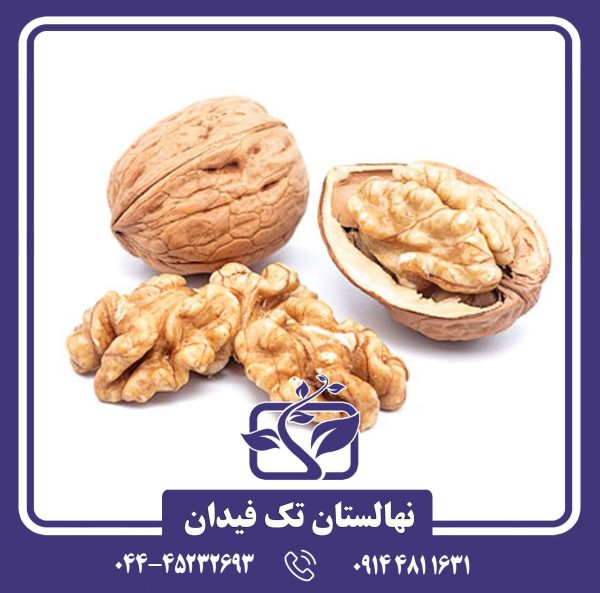 نهال گردو سر