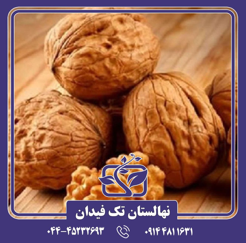 نهال گردو سر