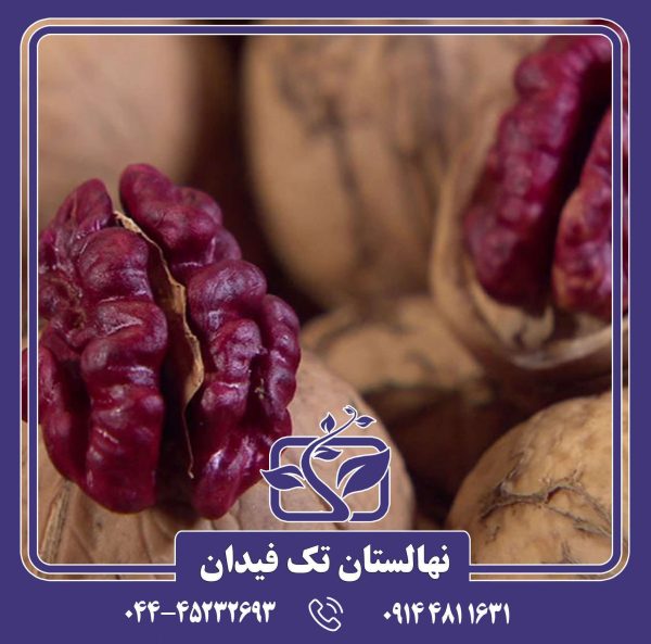 نهال گردو لیورمور