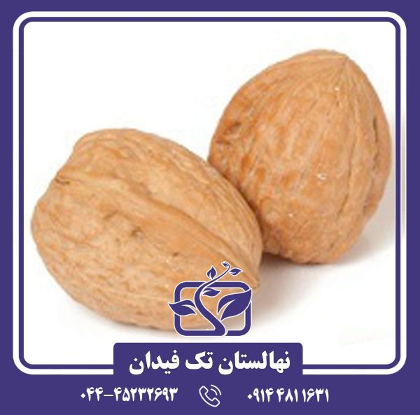 نهال گردو هارتلی