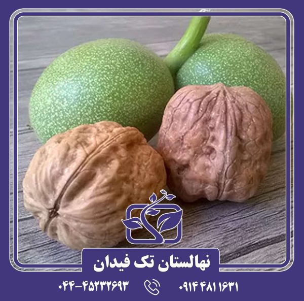 نهال گردو هاوارد