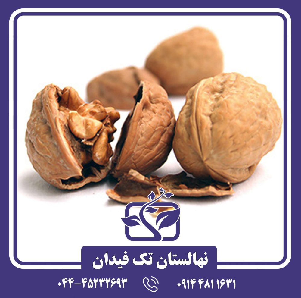 نهال گردو وینا