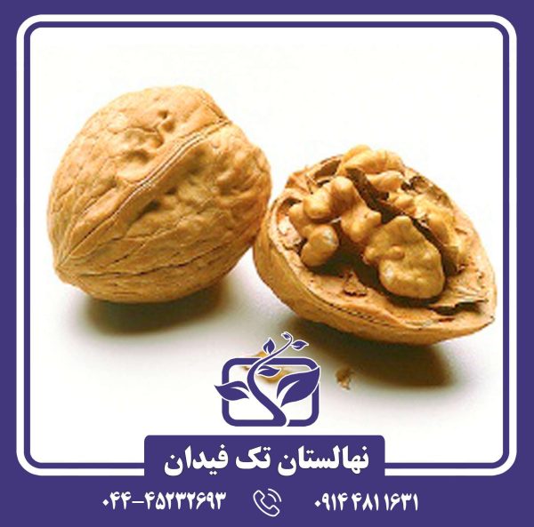 نهال گردو وینا