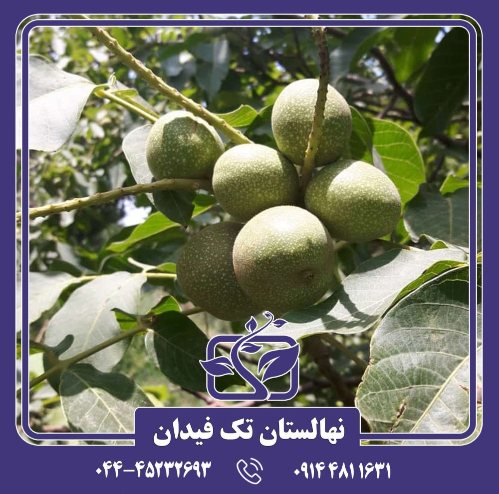 نهال گردو ژنوتیپ کانادایی