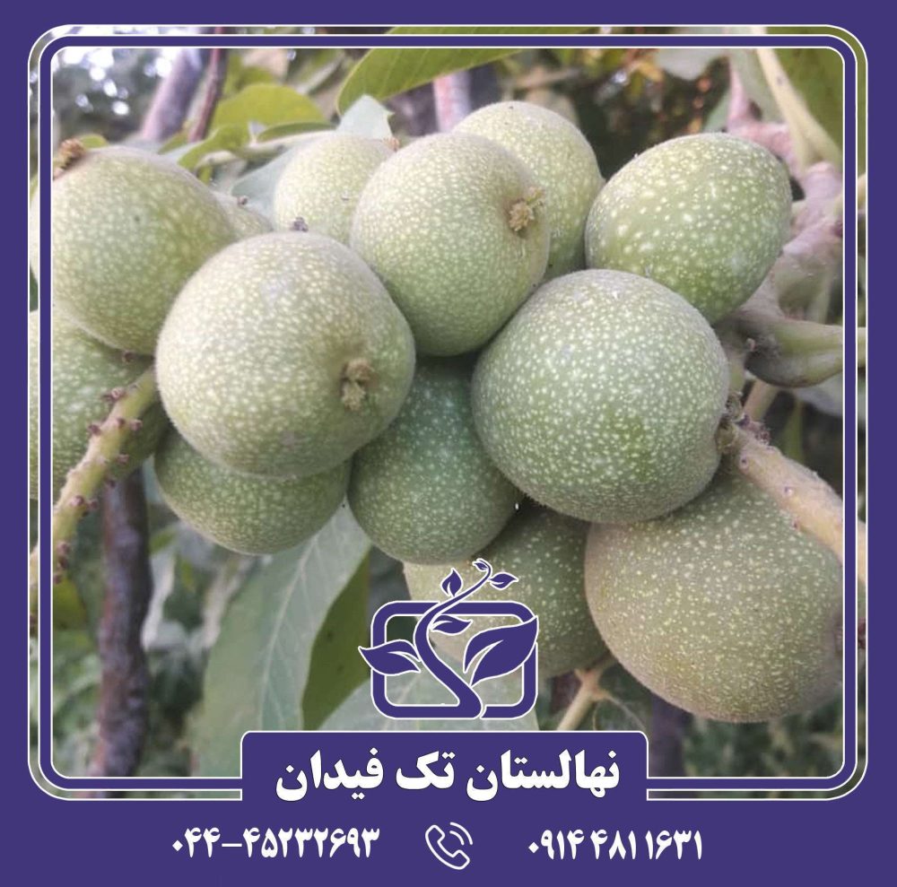 نهال گردو ژنوتیپ کانادایی