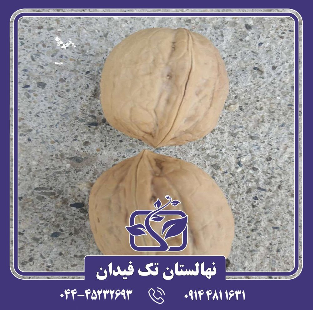 نهال گردو ژنوتیپ کانادایی