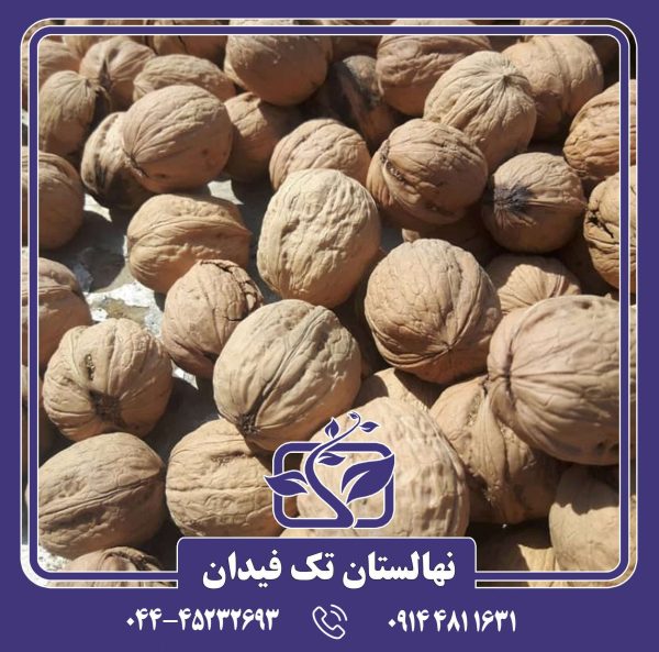 نهال گردو ژنوتیپ کانادایی