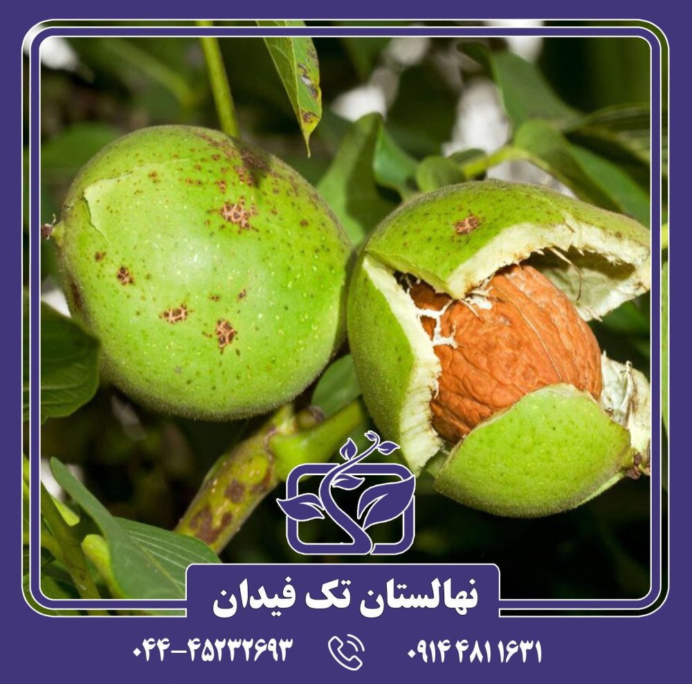 نهال گردو کاسپین