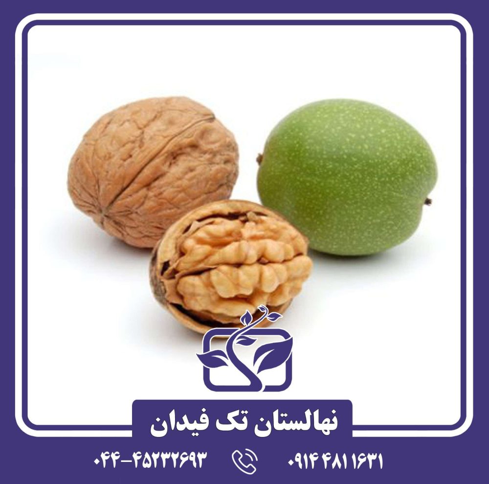 نهال گردو کاسپین