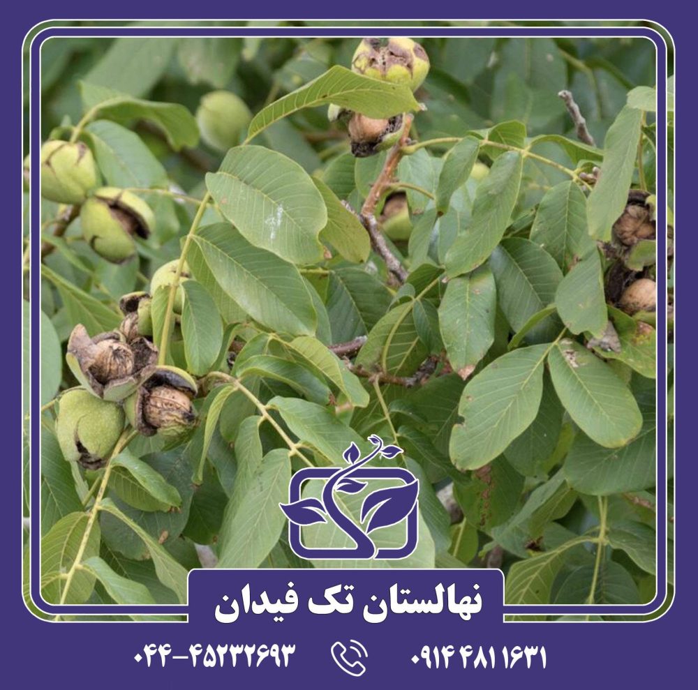 نهال گردو کاسپین