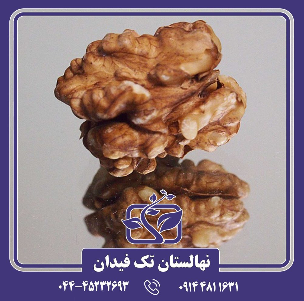 نهال گردو کاسپین - Image 4