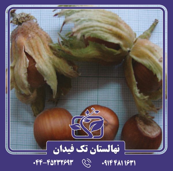 نهال فندق گردویی 89