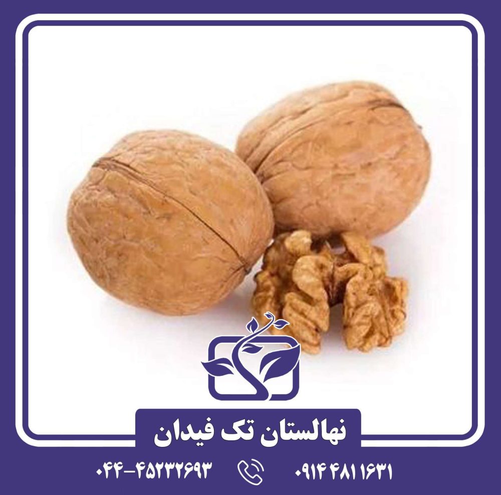 نهال گردو یالووا - Image 2