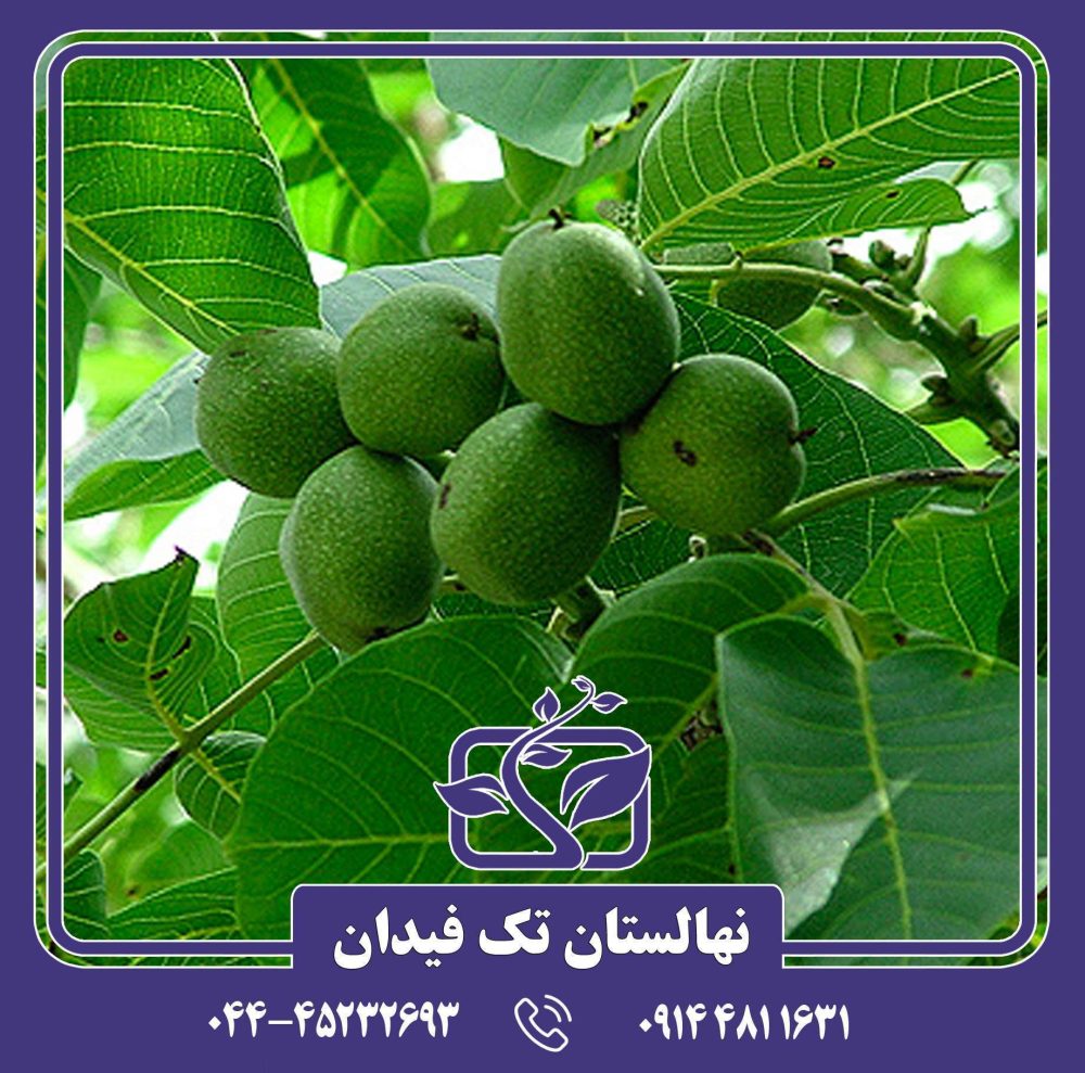 نهال گردو یالووا - Image 3