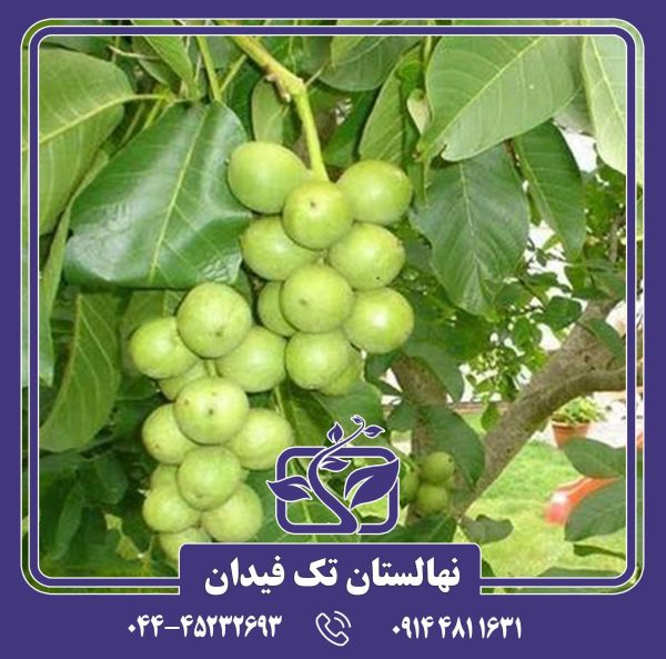 نهال گردو یالووا