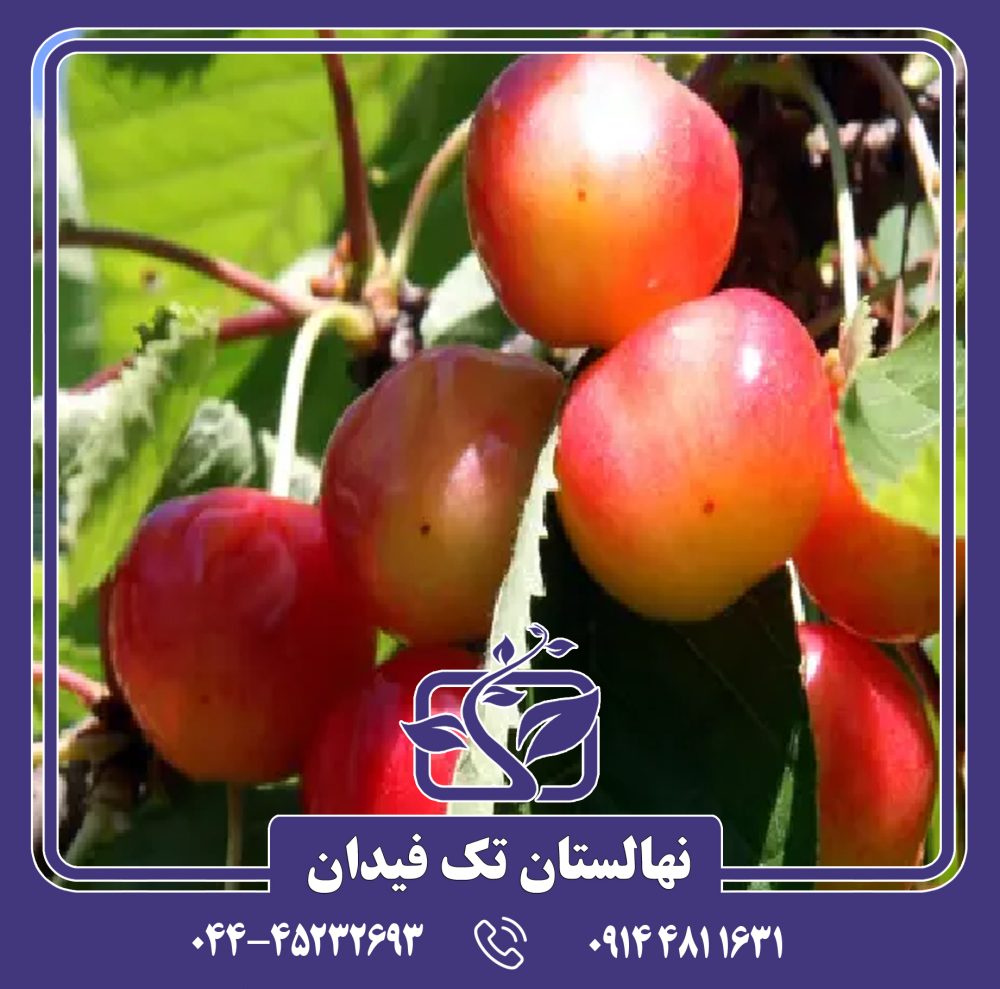 نهال گیلاس امبرهرت