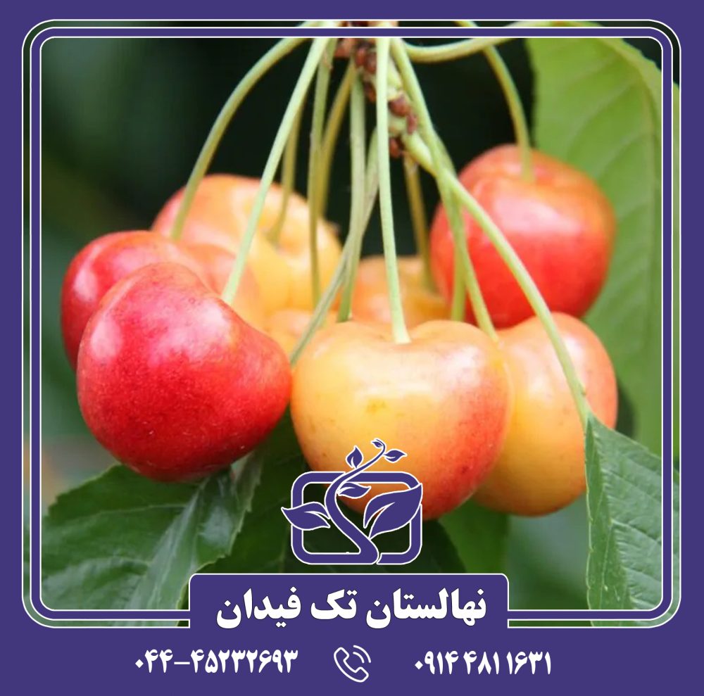 نهال گیلاس امبرهرت