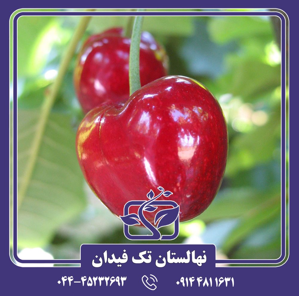 نهال گیلاس ارلی استار