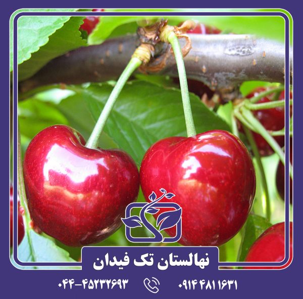 نهال گیلاس ارلی استار