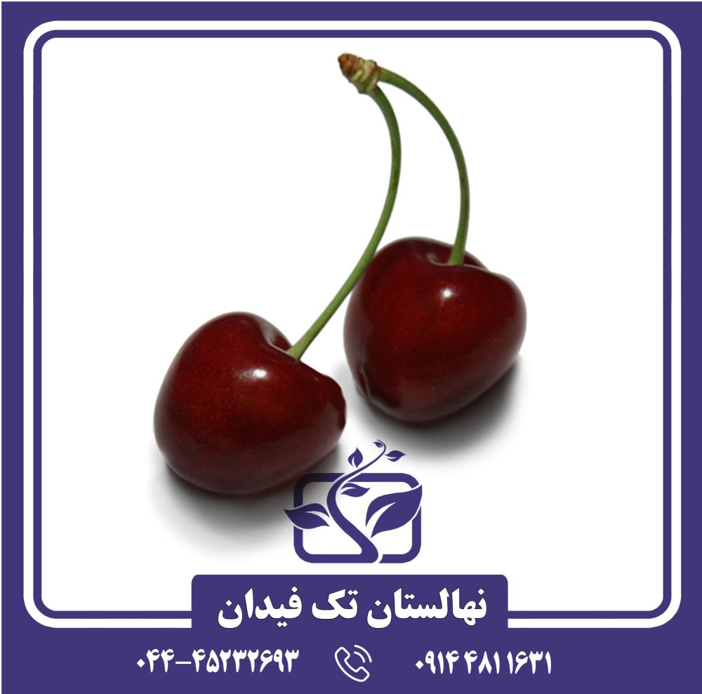 نهال گیلاس ارلی بارلت