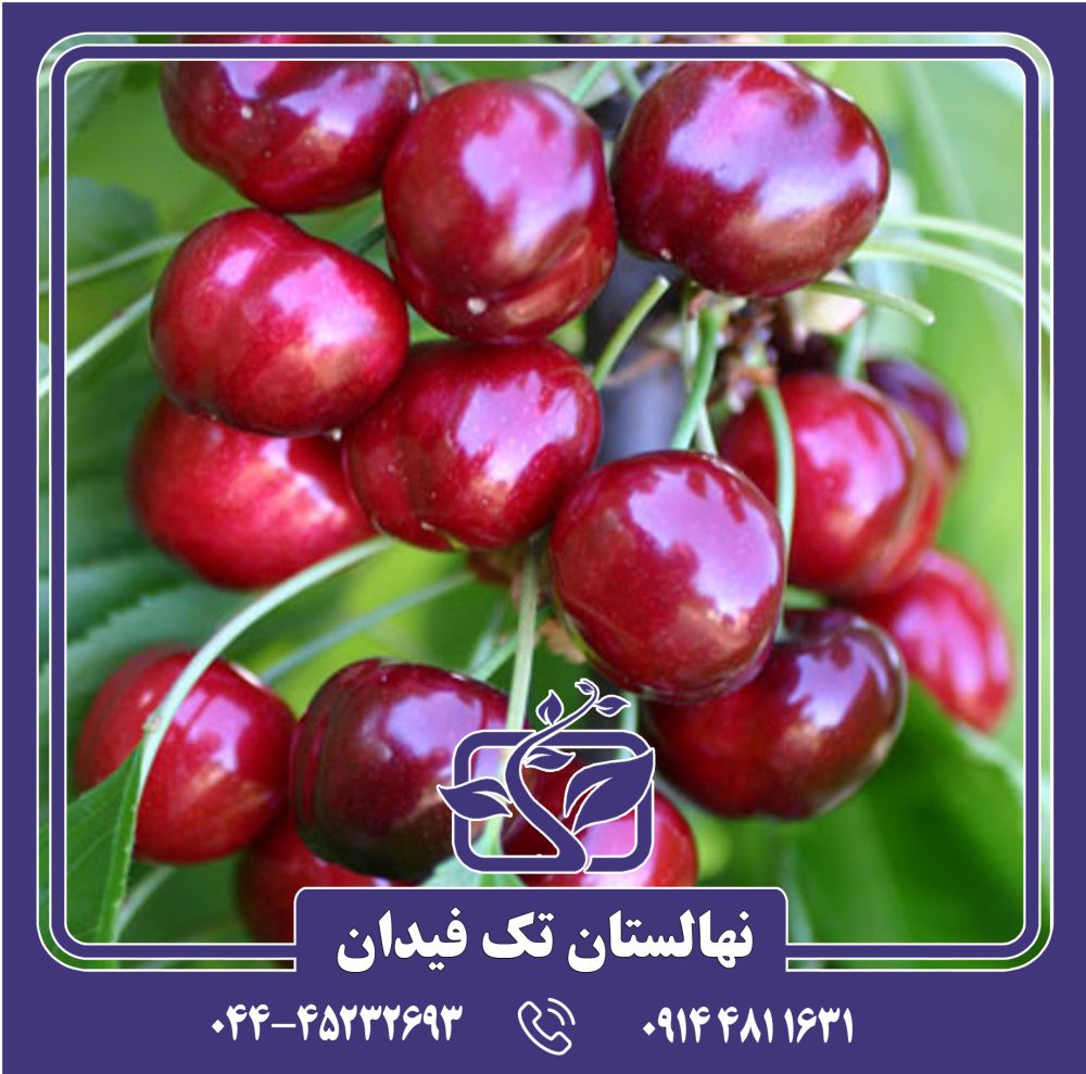 نهال گیلاس ارلی بارلت