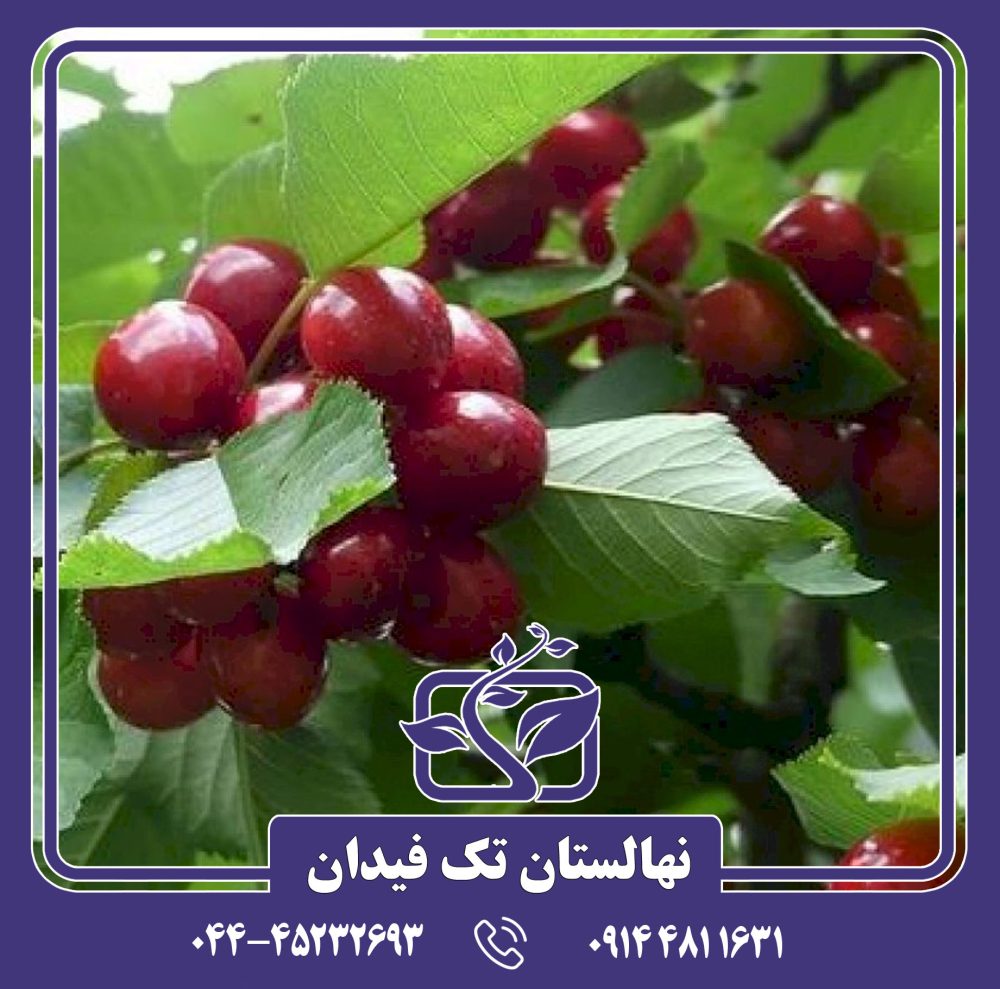 نهال گیلاس ارلی بارلت