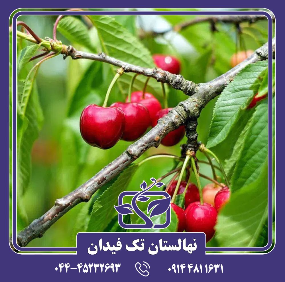 نهال گیلاس ارلی بارلت