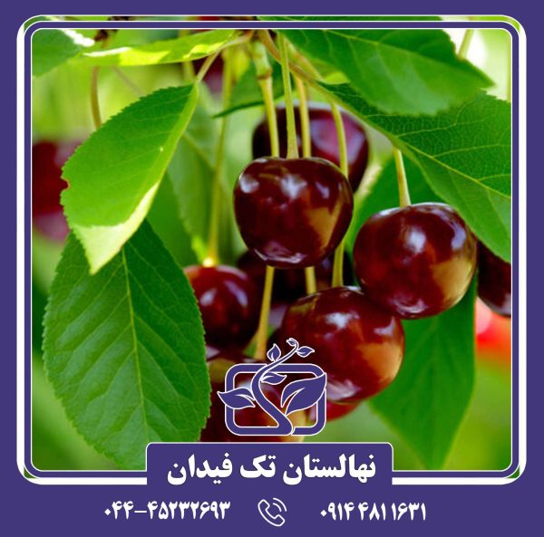 نهال گیلاس ارلی ریور
