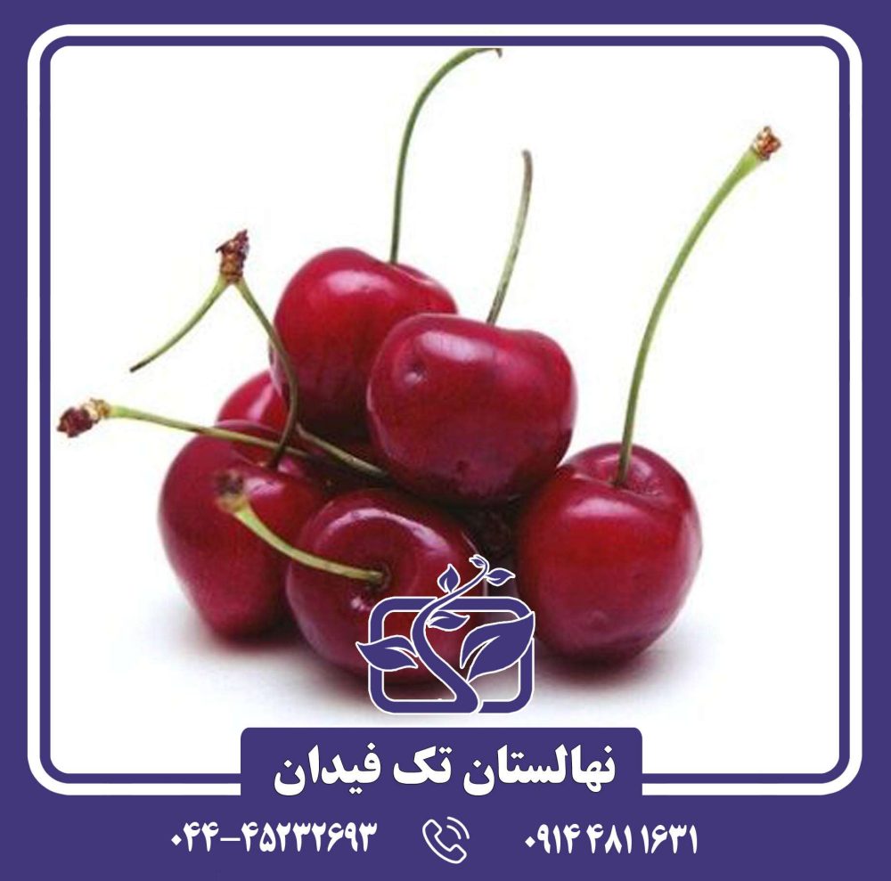 نهال گیلاس ارلی ریور