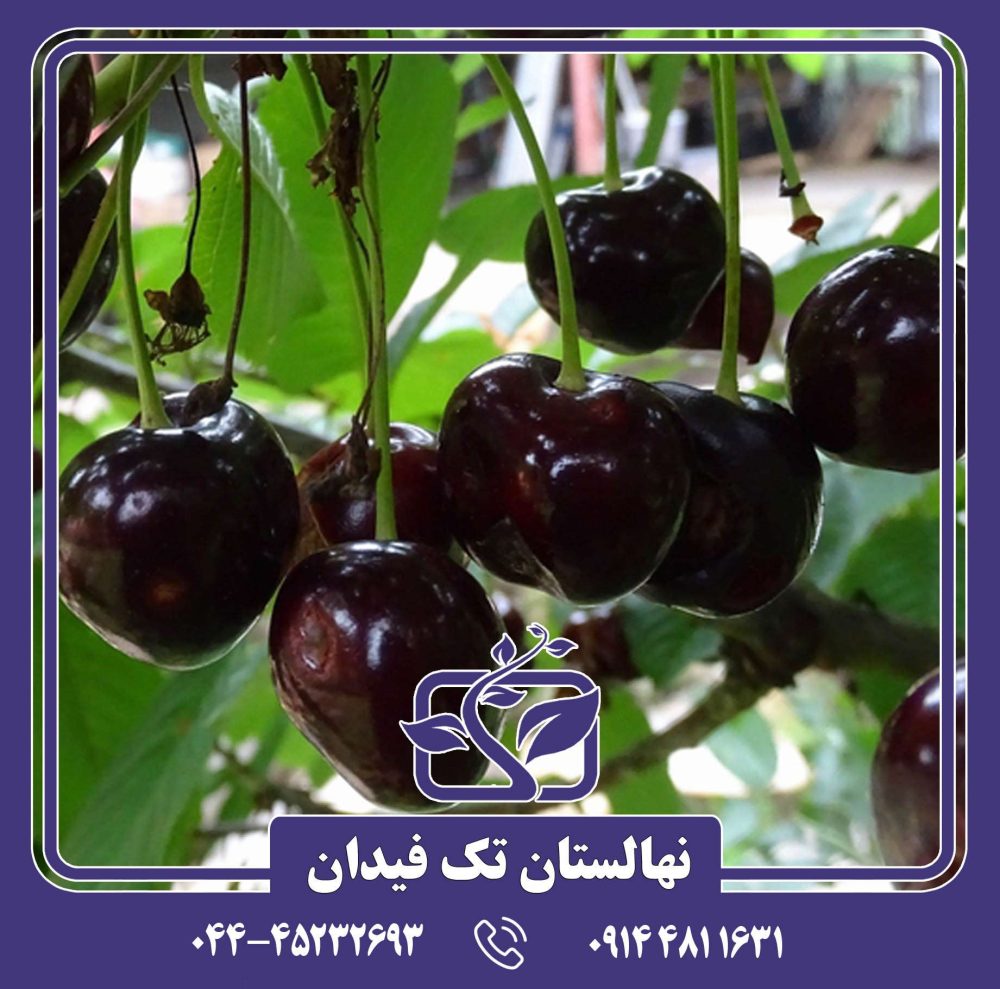 نهال گیلاس ارلی ریور