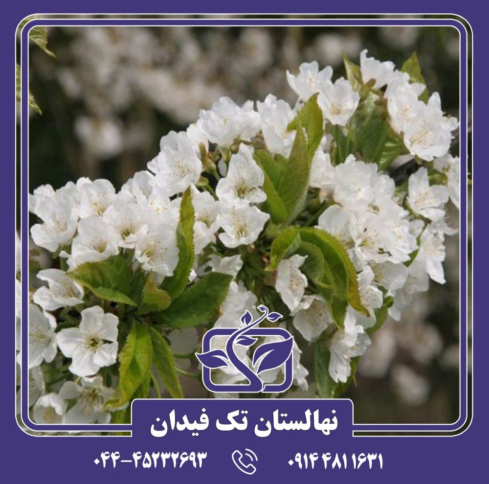 نهال گیلاس ارلی ریور