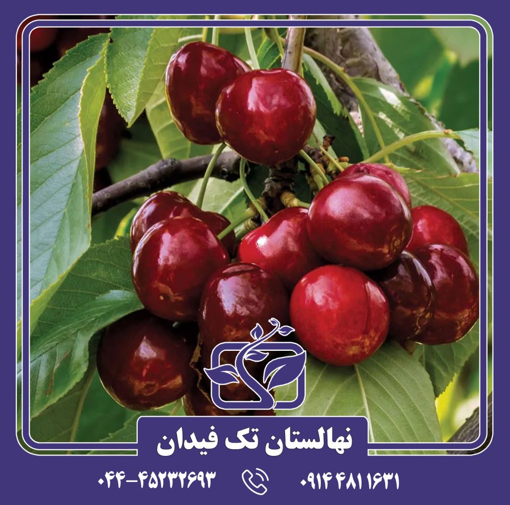 نهال گیلاس استلا