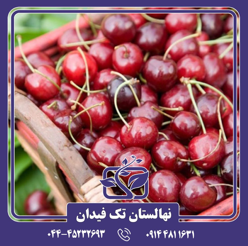 نهال گیلاس استلا