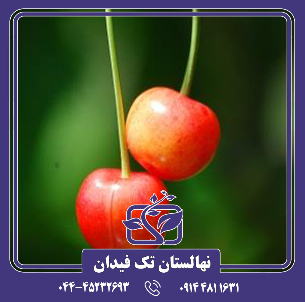 نهال گیلاس امبرهرت