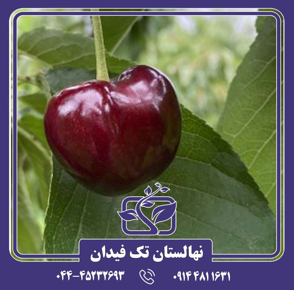 نهال گیلاس بلک استار