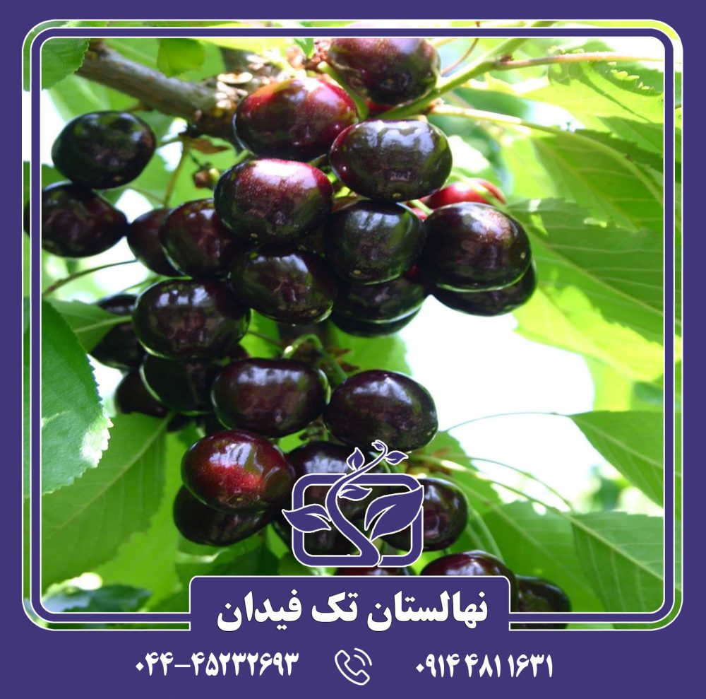 نهال گیلاس بلک استار