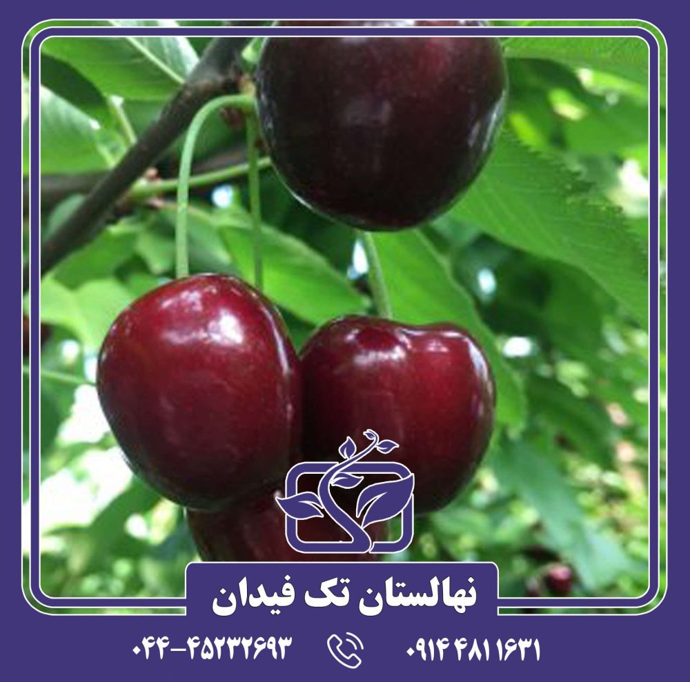 نهال گیلاس بلک استار