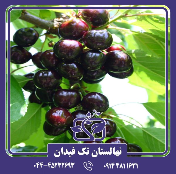 نهال گیلاس بلک استار