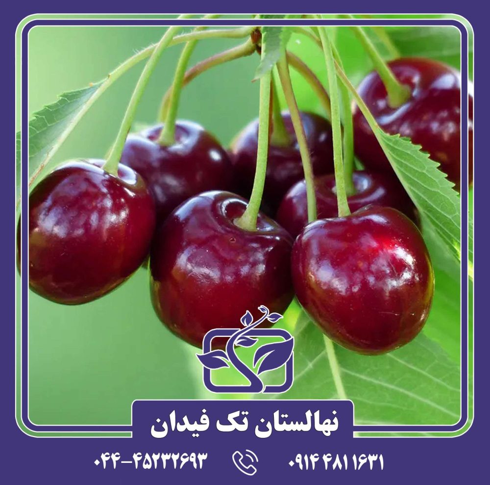 نهال گیلاس بینگ