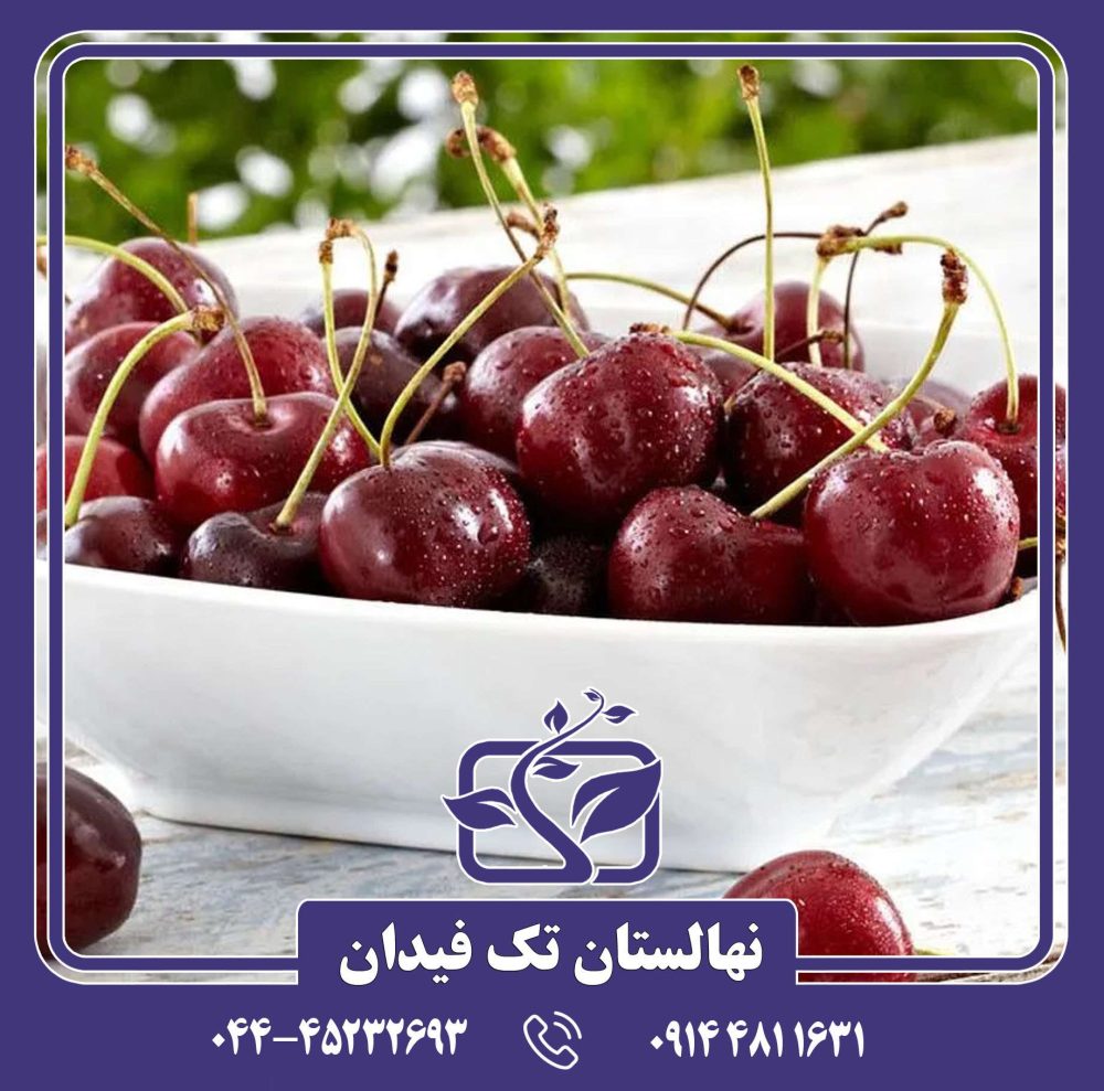 نهال گیلاس بینگ